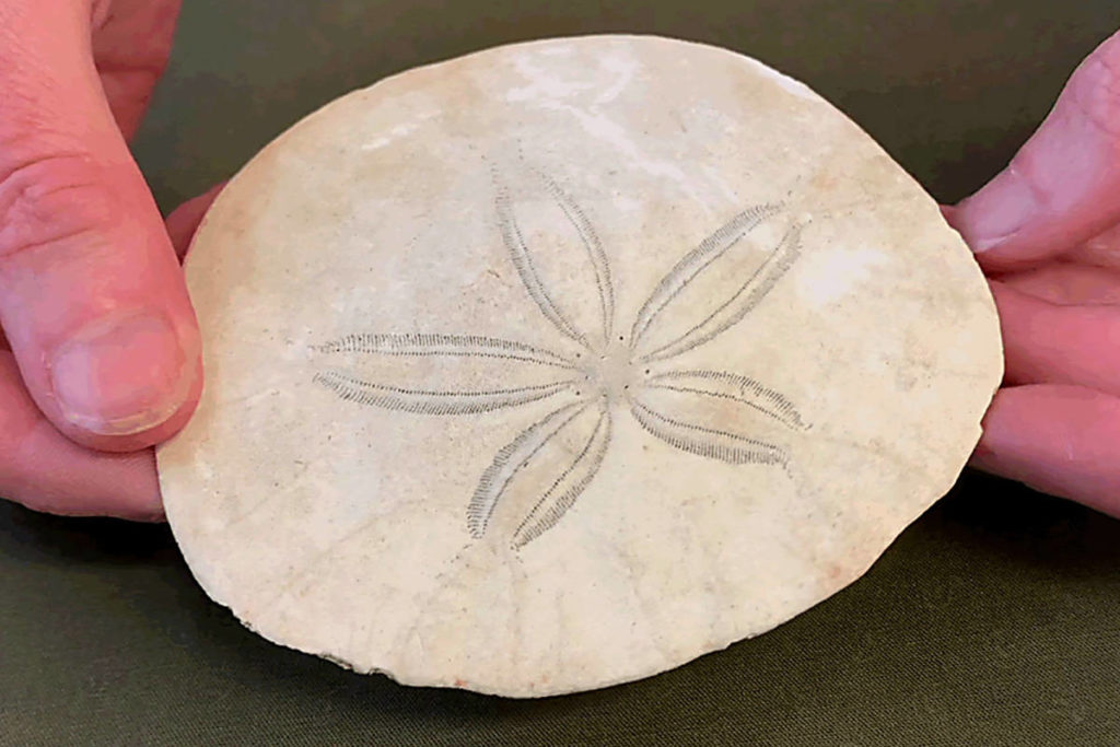 The peculiar life of Vancouver Island’s Pacific sand dollar West