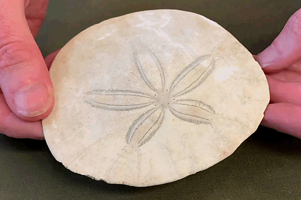 The peculiar life of Vancouver Island's Pacific sand dollar - West
