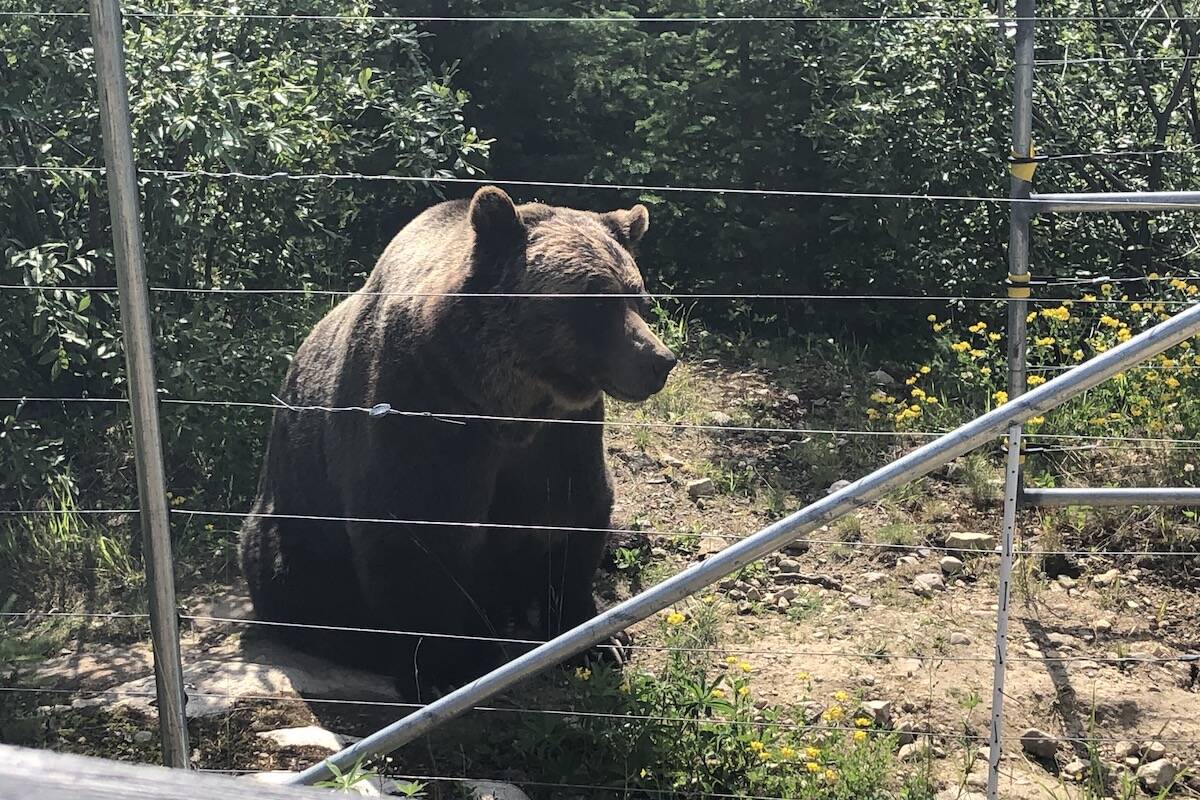 Boo, the Golden-area grizzly, becomes a Tik Tok celebrity - West Coast