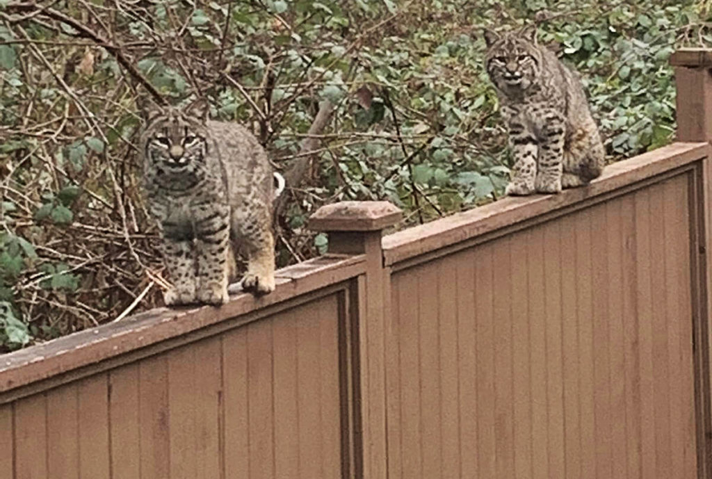Bobcats caught on camera, and on a fence, in a Maple Ridge yard West Coast Traveller