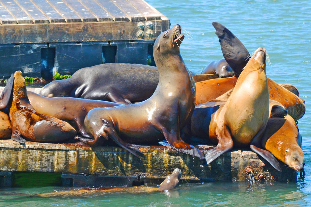 ‘Hey, boys, you’ve got to keep it down’: In this Washington state town, noisy sea lions are a real scene