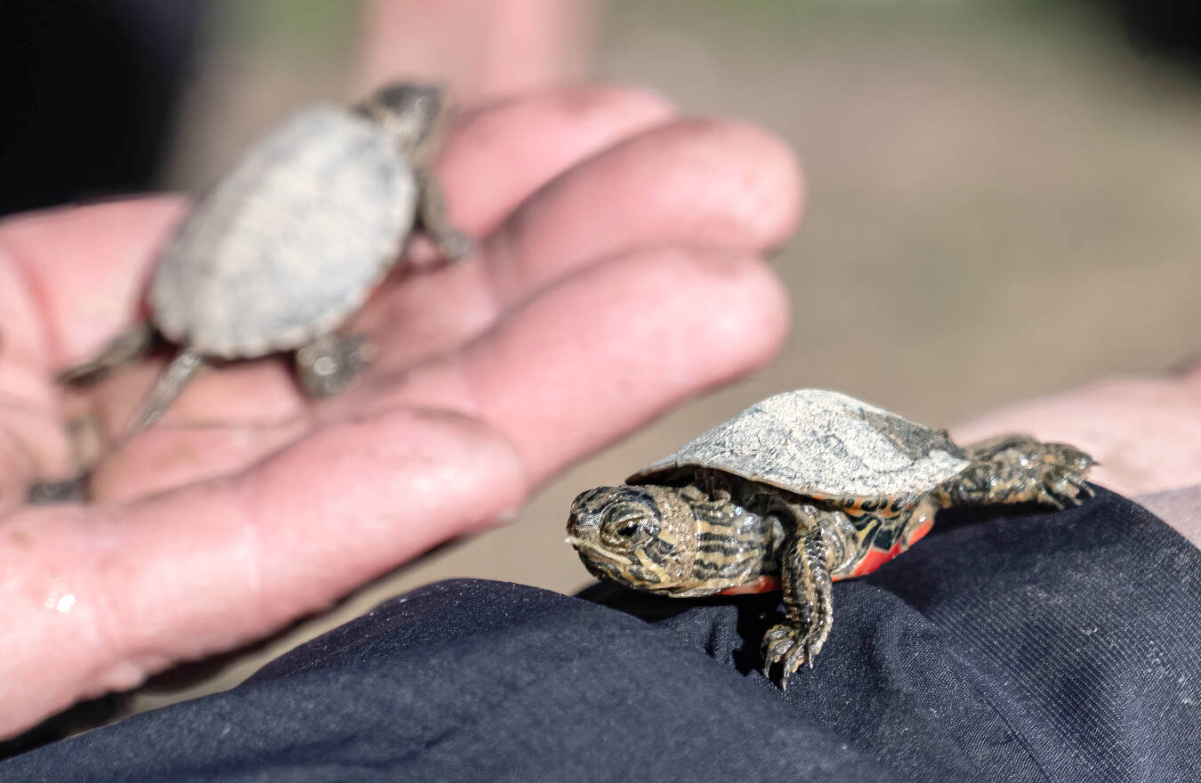 Go, baby, go! Baby Western Painted Turtles are emerging from their