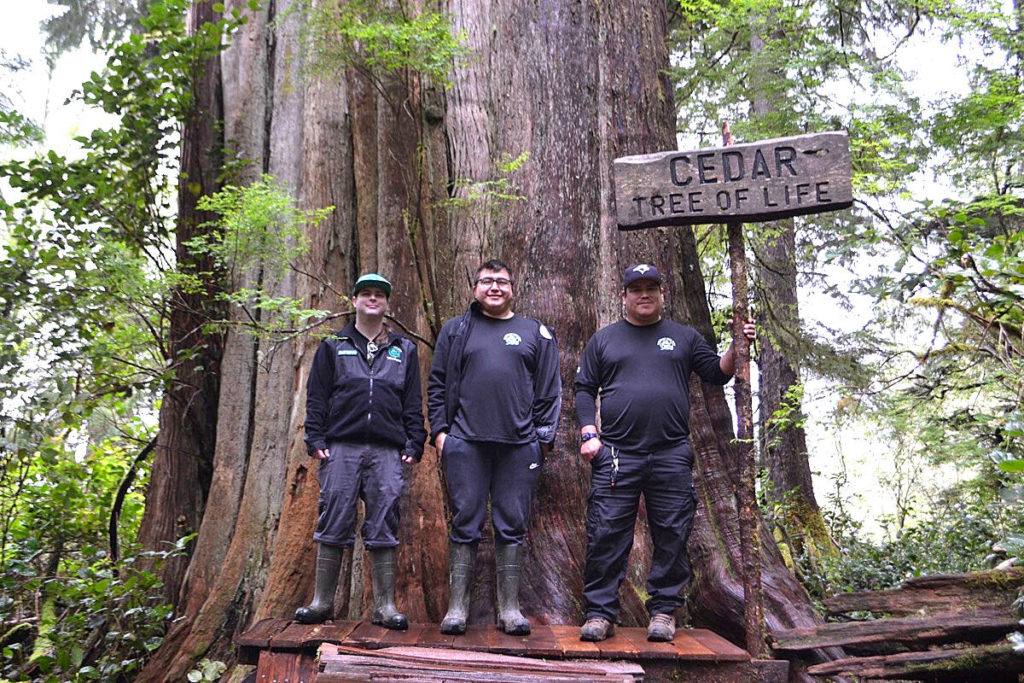 Tribal Parks Guardians improve access to Big Tree Trail near Tofino