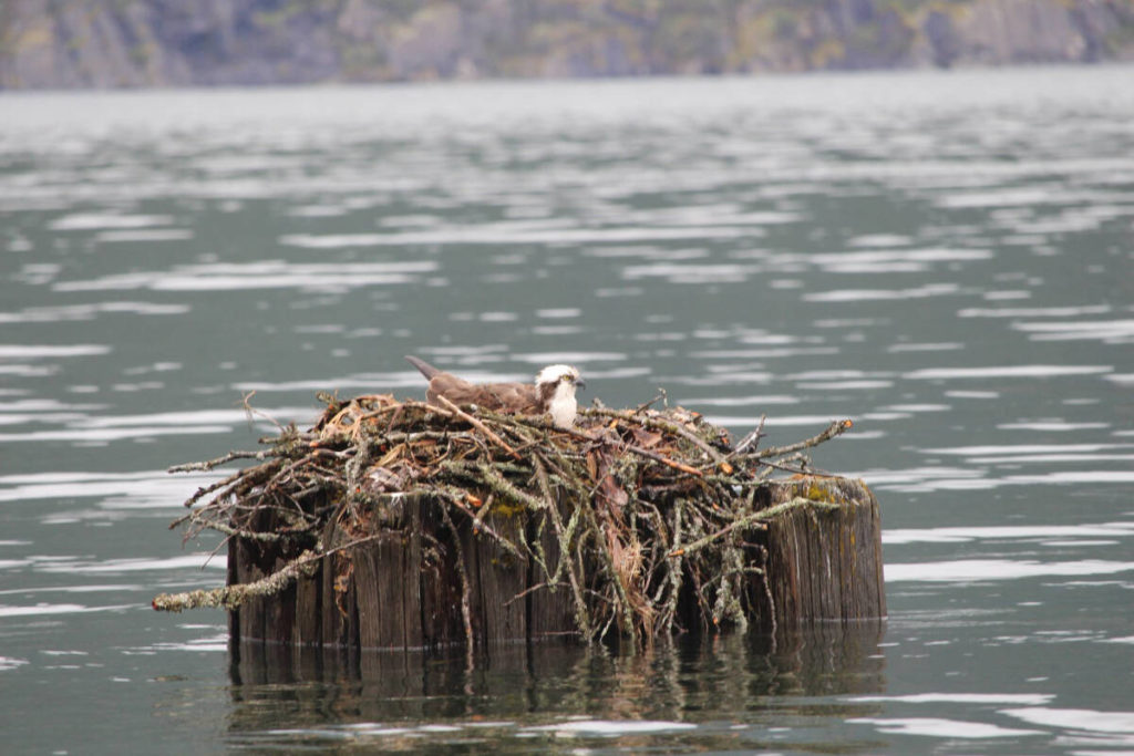 Osprey nest rescued from high water in Kootenay Lake