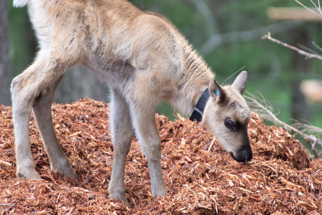 VIDEO: 13 caribou born in maternity pen released into the B.C. wild