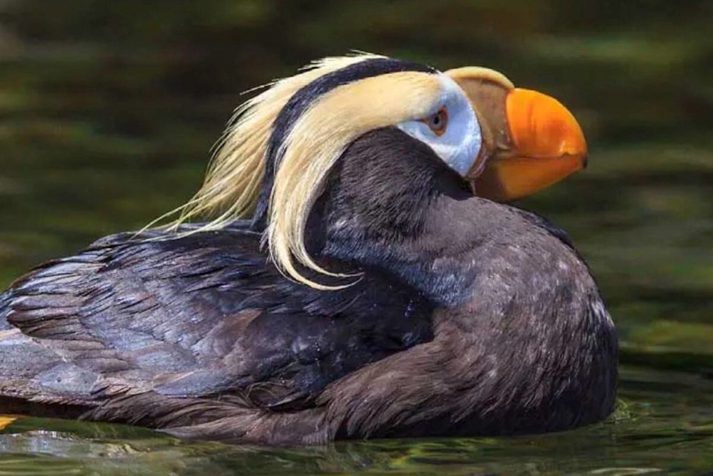 Tufted Puffins spotted in the Tofino area