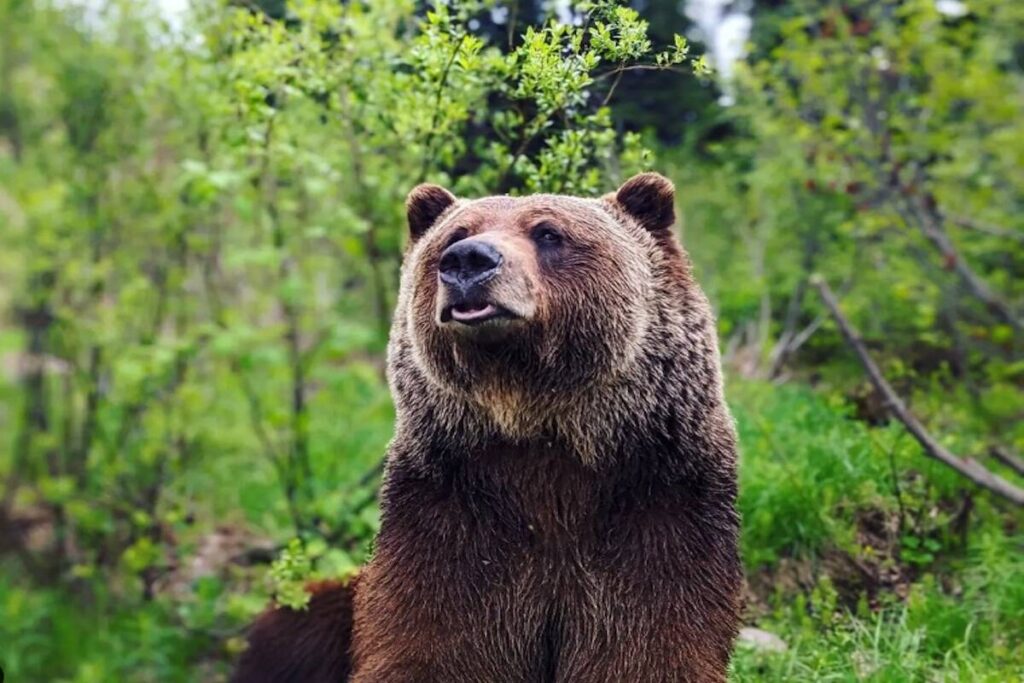 Boo the bear preps for big spring debut as B.C.’s Kicking Horse Resort opens