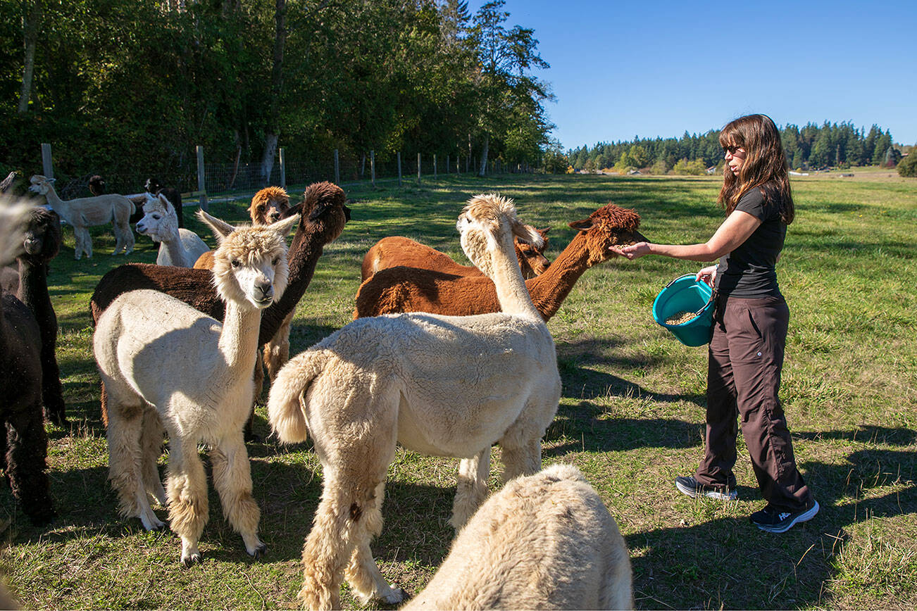 Alpaca Getaway: Take a farm-style retreat to Camano Island - West Coast  Traveller